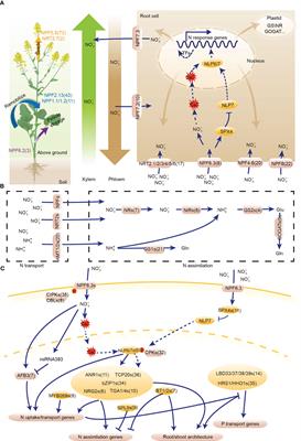 An integrated nitrogen utilization gene network and transcriptome analysis reveal candidate genes in response to nitrogen deficiency in Brassica napus